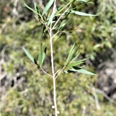 Callistemon salignus (Willow Bottlebrush) at Bamarang, NSW - 6 Aug 2020 by plants