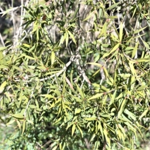 Callistemon salignus at Bamarang, NSW - 7 Aug 2020 01:43 AM