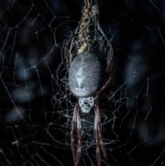 Trichonephila edulis (Golden orb weaver) at Felltimber Creek NCR - 20 Aug 2020 by Michelleco