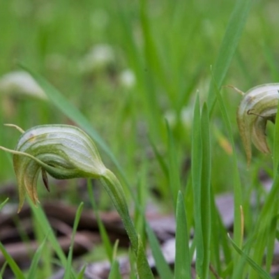 Pterostylis nutans (Nodding Greenhood) at Felltimber Creek NCR - 20 Aug 2020 by Michelleco
