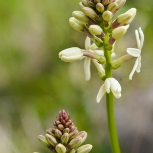 Stackhousia monogyna at Felltimber Creek NCR - 10 Sep 2017 11:29 AM