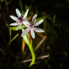 Wurmbea dioica subsp. dioica (Early Nancy) at Wodonga - 10 Sep 2017 by Michelleco