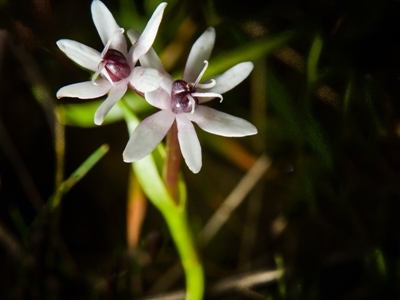 Wurmbea dioica subsp. dioica (Early Nancy) at West Wodonga, VIC - 10 Sep 2017 by Michelleco