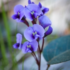 Hardenbergia violacea (False Sarsaparilla) at Wodonga - 10 Sep 2017 by Michelleco