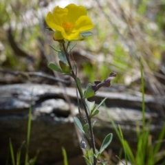 Hibbertia obtusifolia (Grey Guinea-flower) at Felltimber Creek NCR - 10 Sep 2017 by Michelleco