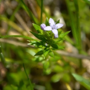 Sherardia arvensis at Felltimber Creek NCR - 10 Sep 2017