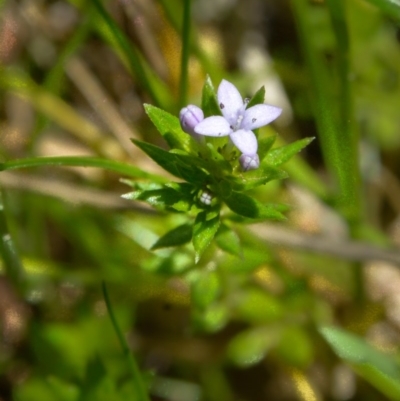 Sherardia arvensis (Field Madder) at Felltimber Creek NCR - 10 Sep 2017 by Michelleco