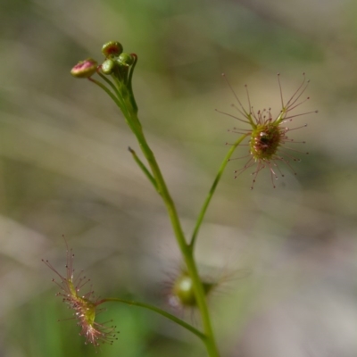 Drosera sp. (A Sundew) at Wodonga - 10 Sep 2017 by Michelleco