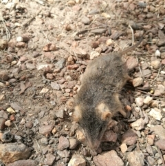 Antechinus flavipes (Yellow-footed Antechinus) at Wodonga - 4 Mar 2017 by Michelleco