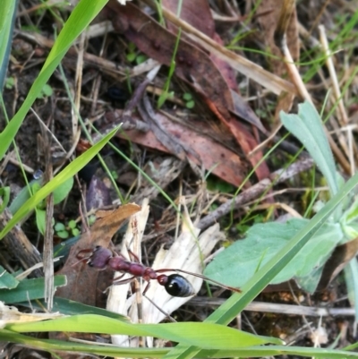 Myrmecia sp. (genus) (Bull ant or Jack Jumper) at Felltimber Creek NCR - 3 Apr 2017 by Michelleco