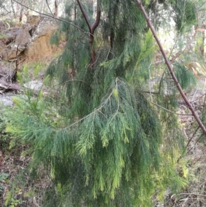 Exocarpos cupressiformis at Felltimber Creek NCR - 4 Apr 2017