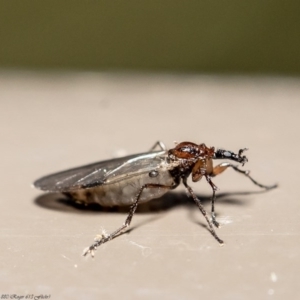 Dilophus sp. (genus) at Acton, ACT - 5 Aug 2020