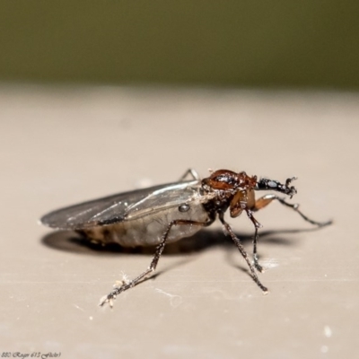 Dilophus sp. (genus) (A march fly) at ANBG - 5 Aug 2020 by Roger