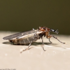 Dilophus sp. (genus) at Acton, ACT - 5 Aug 2020