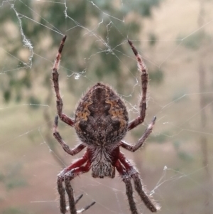 Hortophora transmarina at West Wodonga, VIC - 23 Apr 2017 04:19 PM