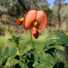 Swainsona galegifolia (Darling Pea) at Wodonga - 7 May 2017 by Michelleco