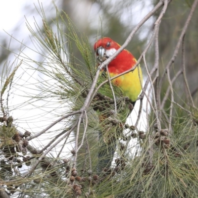 Platycercus eximius (Eastern Rosella) at Hawker, ACT - 4 Aug 2020 by Alison Milton