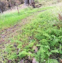 Cheilanthes sp. (Rock Fern) at Klings Reserve - 28 May 2017 by Michelleco