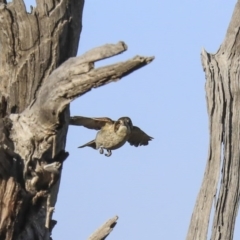 Cracticus torquatus (Grey Butcherbird) at Hawker, ACT - 3 Aug 2020 by Alison Milton