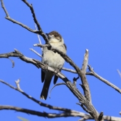 Cracticus torquatus at Hawker, ACT - 4 Aug 2020 08:57 AM