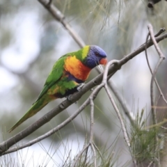 Trichoglossus moluccanus (Rainbow Lorikeet) at Hawker, ACT - 4 Aug 2020 by Alison Milton