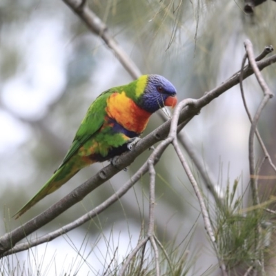 Trichoglossus moluccanus (Rainbow Lorikeet) at Hawker, ACT - 4 Aug 2020 by AlisonMilton
