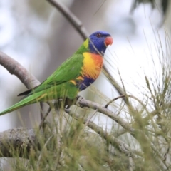 Trichoglossus moluccanus at Hawker, ACT - 4 Aug 2020 12:30 PM