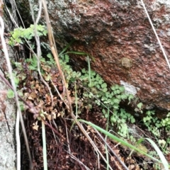 Asplenium hookerianum (Maidenhair Spleenwort) at Wodonga - 9 Aug 2017 by Michelleco