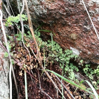 Asplenium hookerianum (Maidenhair Spleenwort) at Felltimber Creek NCR - 9 Aug 2017 by Michelleco