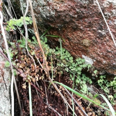 Asplenium hookerianum (Maidenhair Spleenwort) at Wodonga - 9 Aug 2017 by Michelleco