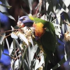 Trichoglossus moluccanus (Rainbow Lorikeet) at Turner, ACT - 6 Aug 2020 by Alison Milton