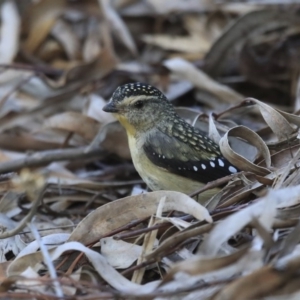 Pardalotus punctatus at Acton, ACT - 6 Aug 2020