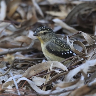 Pardalotus punctatus (Spotted Pardalote) at ANBG - 6 Aug 2020 by AlisonMilton