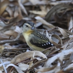 Pardalotus punctatus at Acton, ACT - 6 Aug 2020