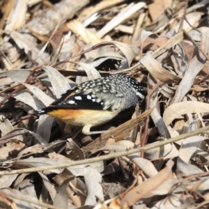 Pardalotus punctatus at Acton, ACT - 6 Aug 2020