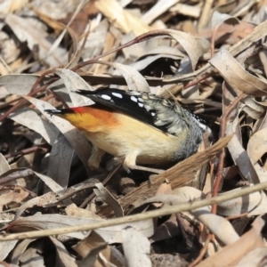 Pardalotus punctatus at Acton, ACT - 6 Aug 2020