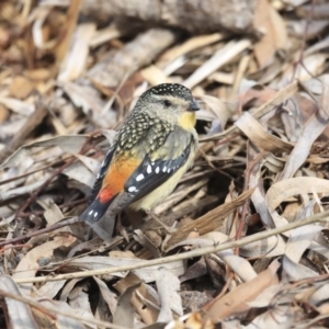 Pardalotus punctatus at Acton, ACT - 6 Aug 2020