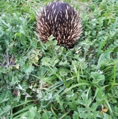 Tachyglossus aculeatus (Short-beaked Echidna) at Wodonga - 26 Aug 2017 by Michelleco