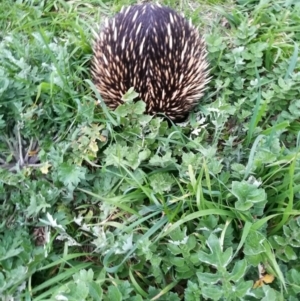 Tachyglossus aculeatus at West Wodonga, VIC - 26 Aug 2017 05:36 PM