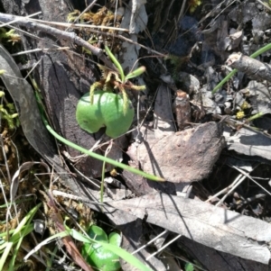 Corybas sp. at suppressed - suppressed