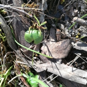 Corybas (Genus) at suppressed - suppressed