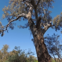 Eucalyptus camaldulensis subsp. camaldulensis (River Red Gum) at Lake Hume Village, NSW - 16 Dec 2013 by Alburyconservationcompany