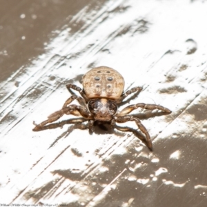 Cymbacha ocellata at Acton, ACT - 17 Jul 2020