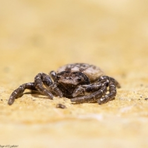 Cymbacha ocellata at Acton, ACT - 17 Jul 2020