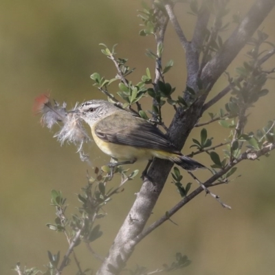 Acanthiza chrysorrhoa (Yellow-rumped Thornbill) at Googong, NSW - 2 Aug 2020 by AlisonMilton