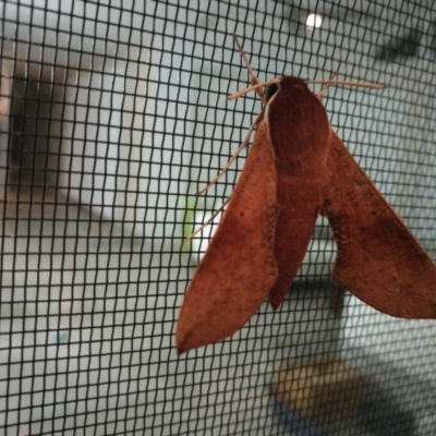 Hippotion scrofa (Coprosma Hawk Moth) at Wodonga - 30 Aug 2018 by Michelleco