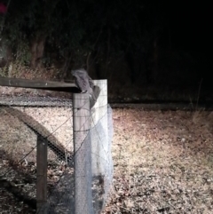 Podargus strigoides (Tawny Frogmouth) at West Wodonga, VIC - 23 Feb 2019 by Michelleco