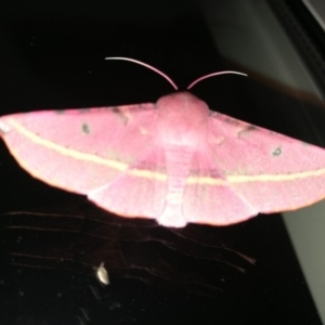 Oenochroma vinaria at West Wodonga, VIC - 17 Oct 2018