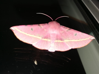 Oenochroma vinaria (Pink-bellied Moth, Hakea Wine Moth) at West Wodonga, VIC - 17 Oct 2018 by Michelleco