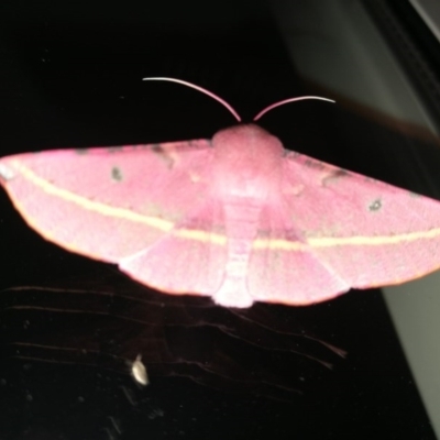 Oenochroma vinaria (Pink-bellied Moth, Hakea Wine Moth) at Wodonga - 17 Oct 2018 by Michelleco